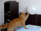 Curious Cat vs. Balloon